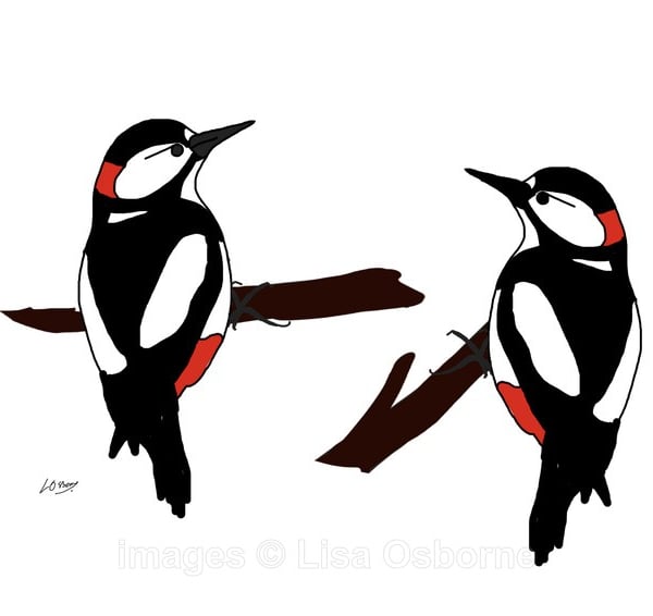 Woodpeckers - signed print from illustration of birds