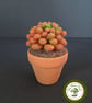 Needle Felted Succulent. Sedum .Real Terracotta Pot. Sedum Crassulacaea. - Image 6