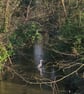 Blackweir Heron - Image 3