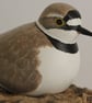Little ringed plover - Image 2