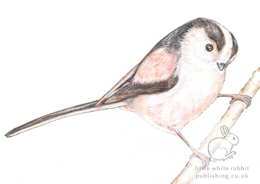 Long-tailed Tit - Blank Card
