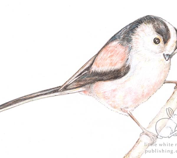 Long-tailed Tit - Blank Card