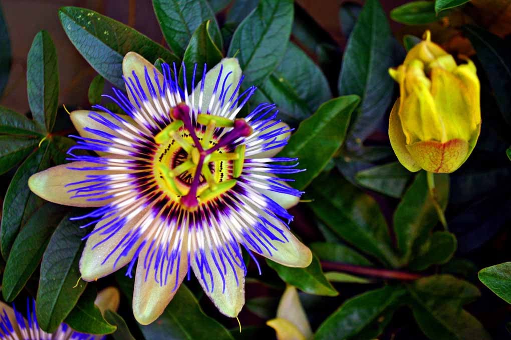 Passion Flower Summer Flowering Plant Photograph Print