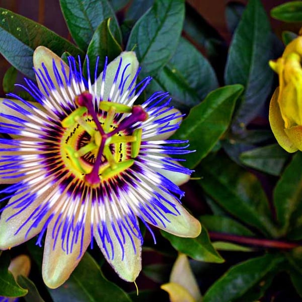 Passion Flower Summer Flowering Plant Photograph Print