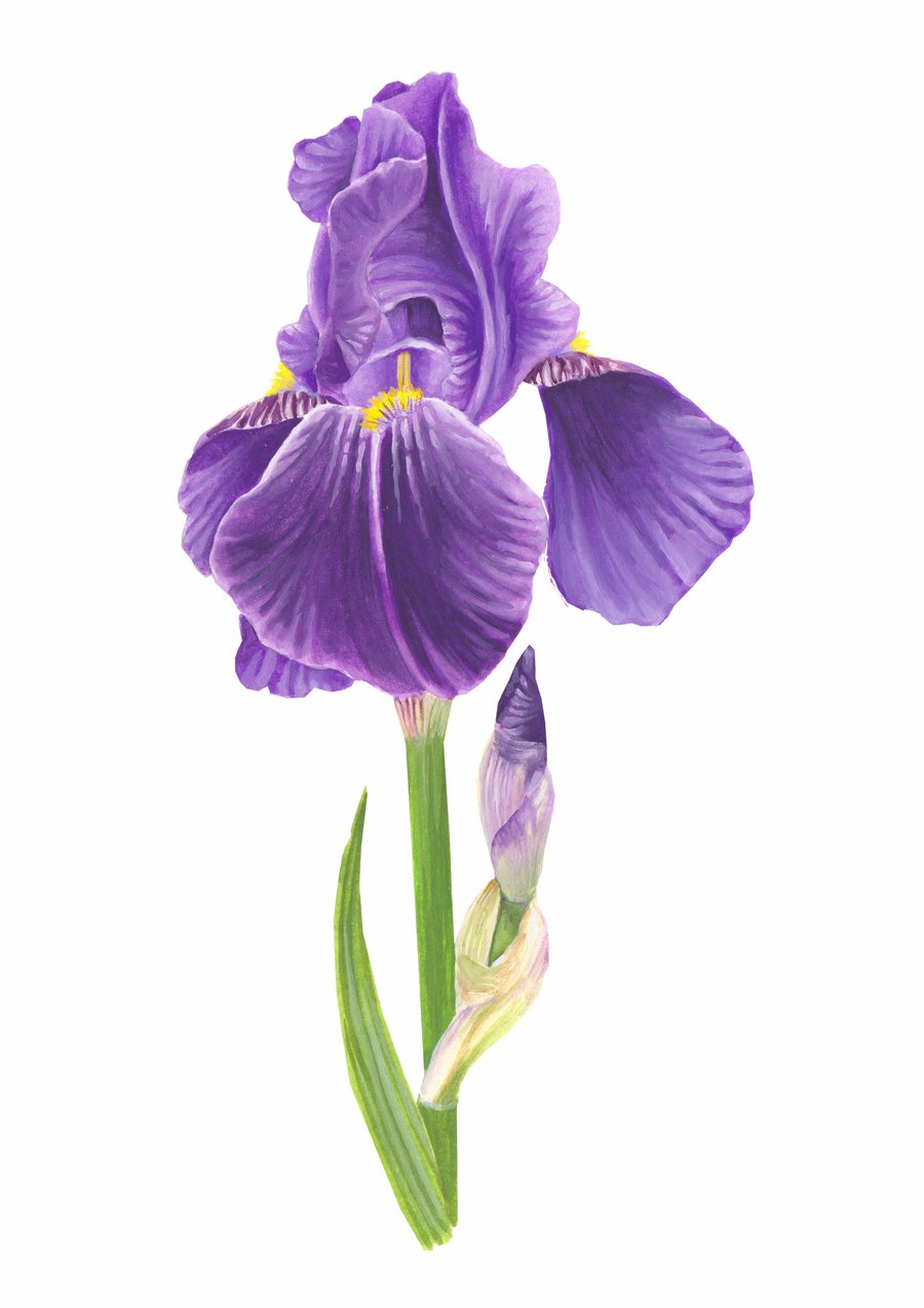Bearded Iris Botanical Art Digital Print - Folksy