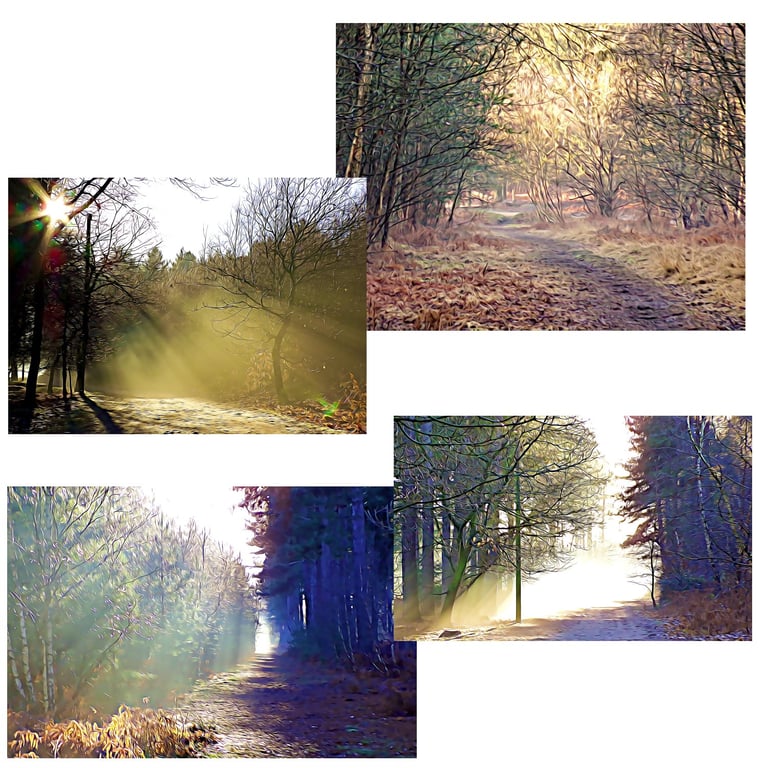  Pack of 4 Mixed Walk In The Woods Cards 