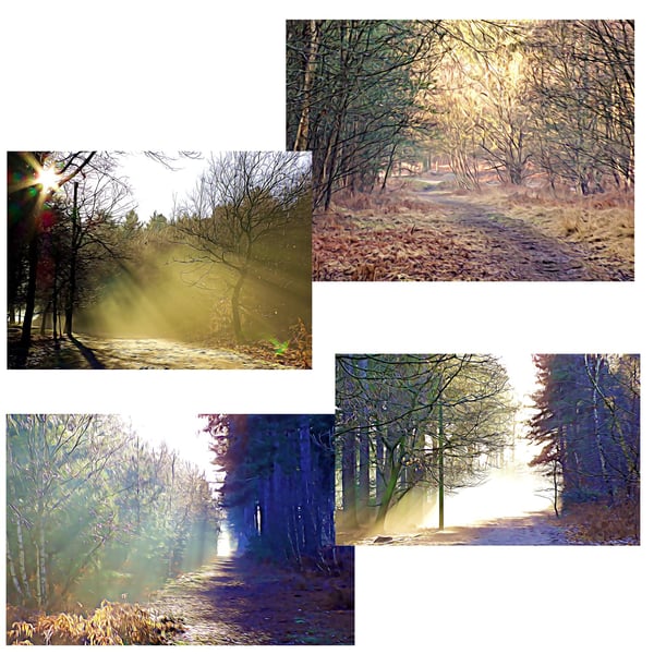  Pack of 4 Mixed Walk In The Woods Cards 