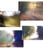  Pack of 4 Mixed Walk In The Woods Cards  - Image 1