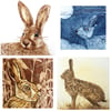 Set of four hare greetings cards.