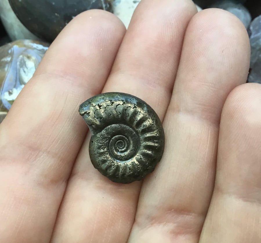 Lovely Golden Pyrite Tropidoceras Ammonite Fossil for Crafting Project.