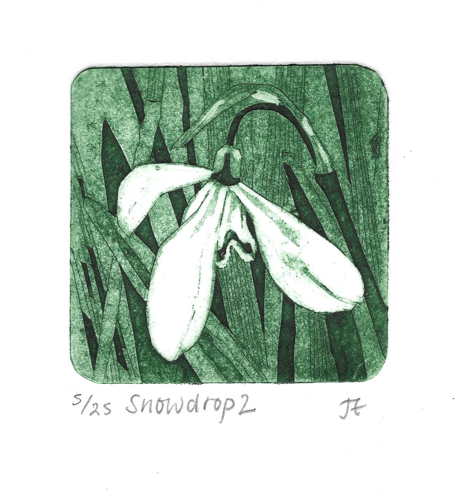 Snowdrop 2