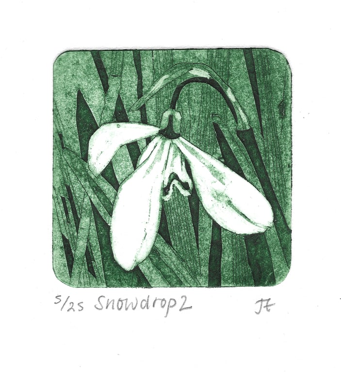 Snowdrop 2