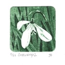 Snowdrop 2