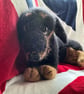 Mini Dachshund - Image 5