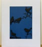 Shadow Birds - Image 2