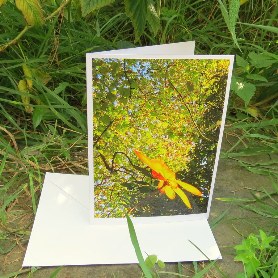 The yellow light of Autumn.  A card featuring an original photograph.