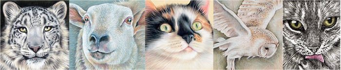 Black Cat Art & Prints