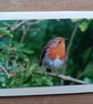 Robin Large Photographic Card 7" x 5" BLANK - Image 3