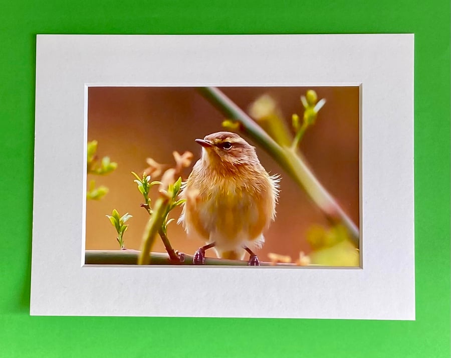 Chiffchaff Bird on a Branch - Photograph with White Mount and Backing Board