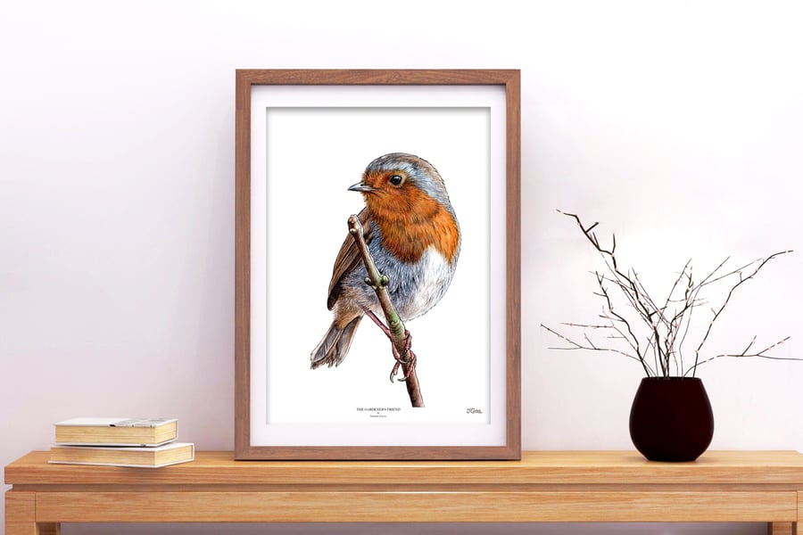 Robin Art Print - 'The Gardener's Friend' - A5 A4 A3 Wildlife Art Print