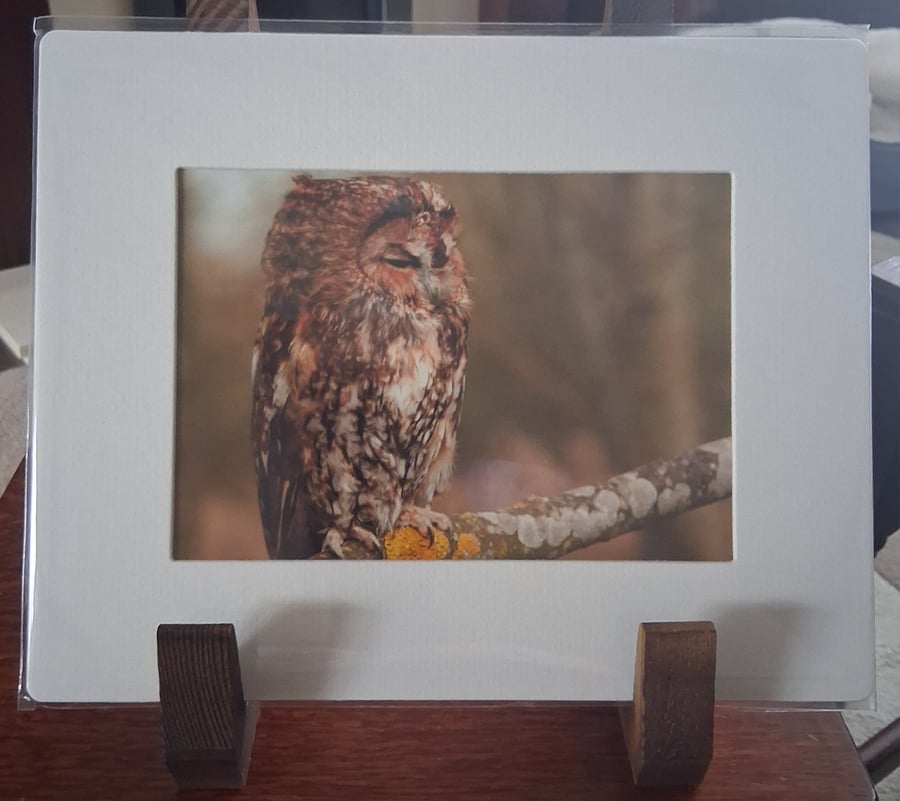TAWNY OWL MOUNTED PHOTO