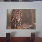 TAWNY OWL MOUNTED PHOTO