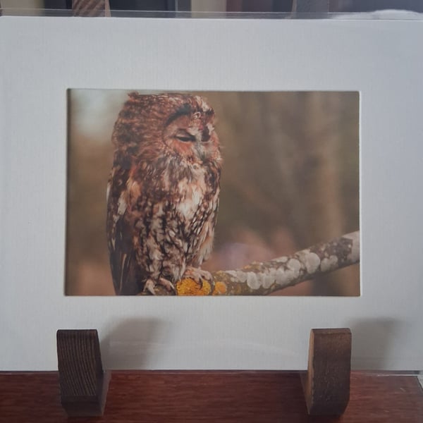TAWNY OWL MOUNTED PHOTO