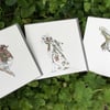 A trio for nature lovers 