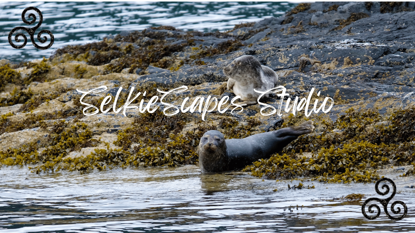 SelkieScapes Studio