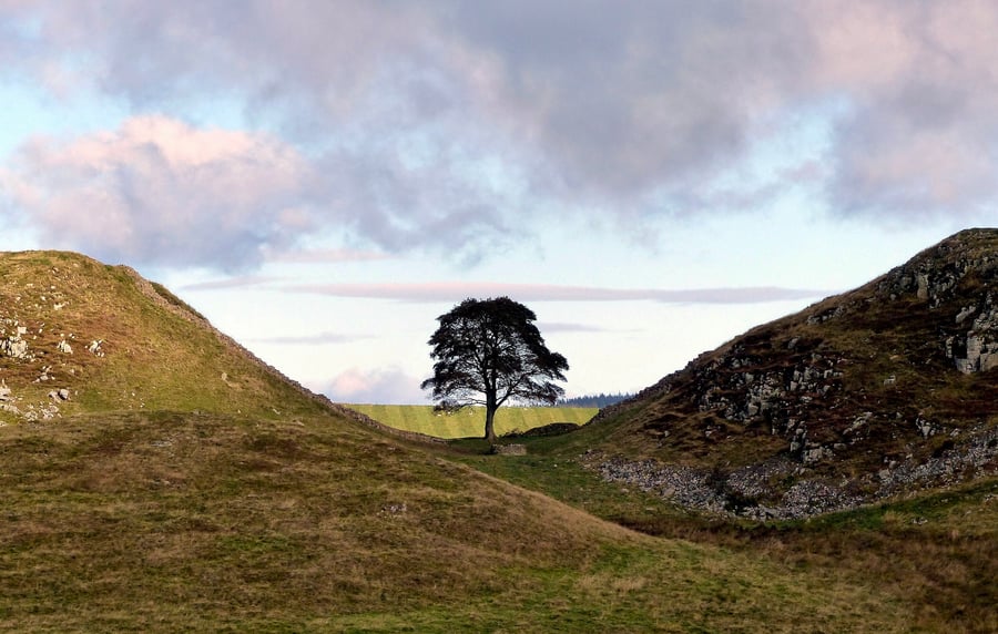 Sycamore Gap, Hadrians Wall