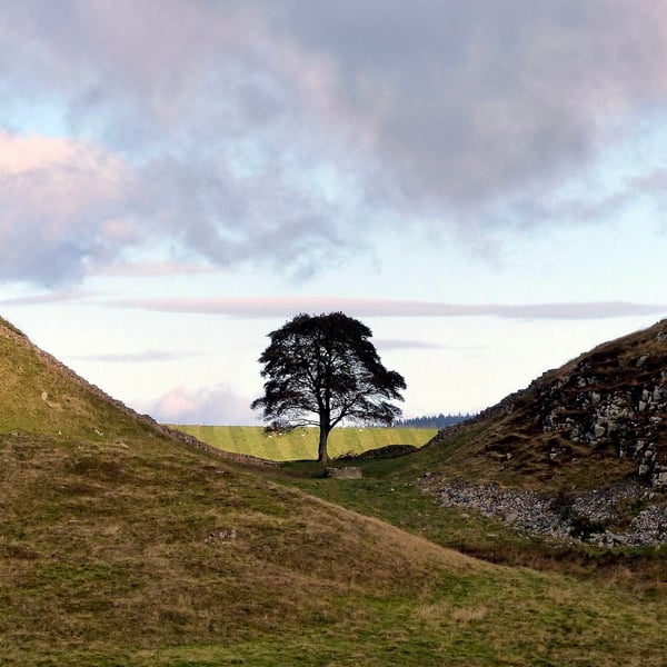 Sycamore Gap, Hadrians Wall