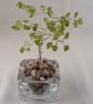 Peridot Gemstone Tree. - Image 1
