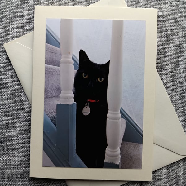 Black Cat Large Photographic Card Size 7" x 5" (18cm x 13cm) Blank