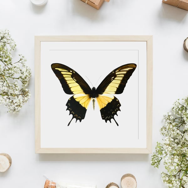 Yellow queen swallowtail butterfly giclee print from original watercolour