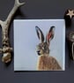 Sir Hari Hare Blank Greeting Card