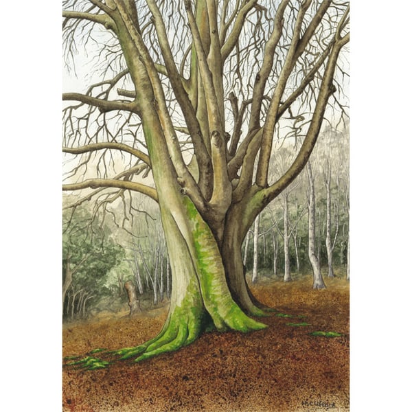 Winter Beech Tree Fine Art Print