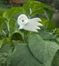 Bob - Glow in the dark ghost plant stake