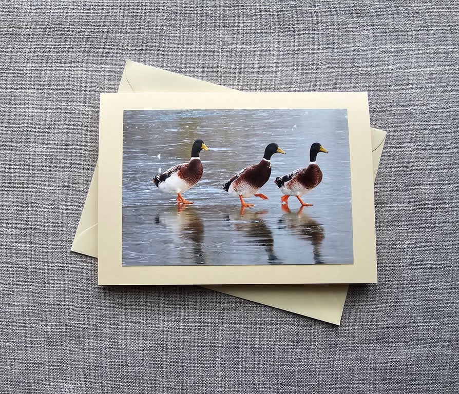 Ducks on Ice Large Blank Quality Photographic Card 7" x 5" 