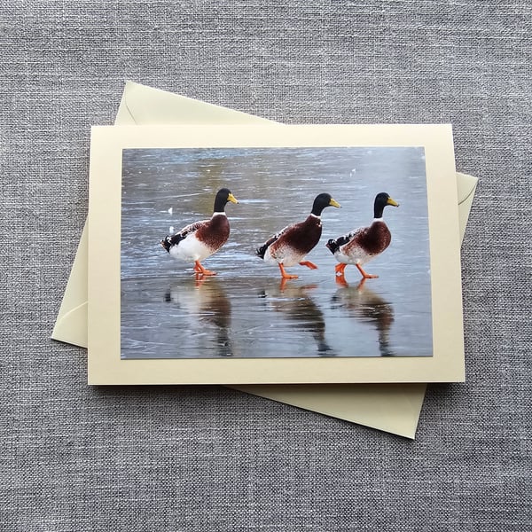 Ducks on Ice Large Blank Quality Photographic Card 7" x 5" 