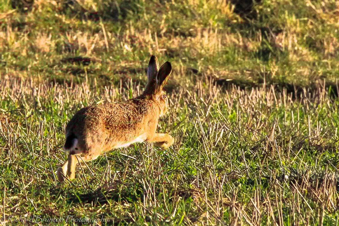 British Wildlife Greetings Card - Brown Hare Photography - Blank Card.