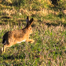 British Wildlife Greetings Card - Brown Hare Photography - Blank Card.