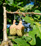 Acorn Earrings, Acorn and oak themed jewellery, Autumn jewellery, Nature gift - Image 6
