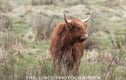Highland Cow