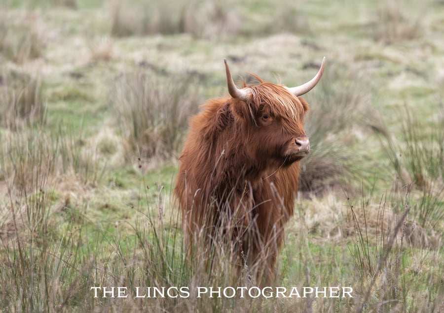 Horny coo print (Limited edition of 10)