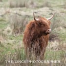 Horny coo print (Limited edition of 10)