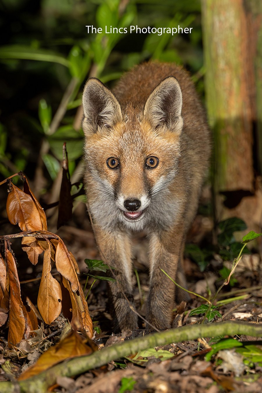 Fox cub print (Limited edition of 10)