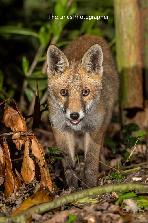 Fox cub print (Limited edition of 10)