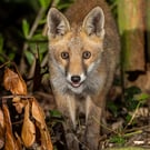 Fox cub print (Limited edition of 10)