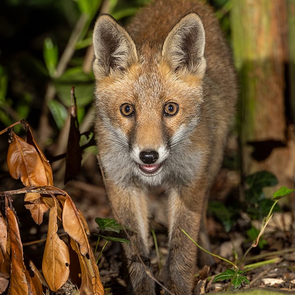 Fox cub print (Limited edition of 10)