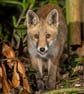 Fox cub print (Limited edition of 10)